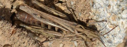 Réf. 353 162 : Chorthippus sp.